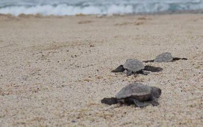 Sulle tracce della caretta caretta. Una giornata di formazione alle Saline di Priolo