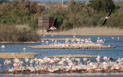 Festa delle Oasi LIPU. Alle Saline di Priolo una giornata, domenica 10 Maggio, alla scoperta dei Fenicotteri
