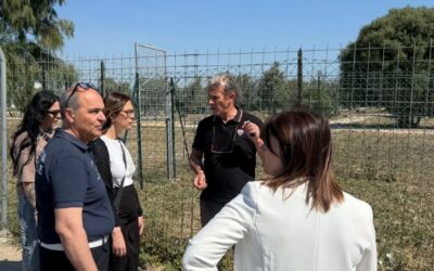 Randagismo nella zona cimitero di Priolo. Parte il piano straordinario
