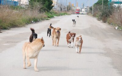 Branco di cani in zona Cimitero a Priolo. Intervento in corso, vertice operativo il 26 Maggio