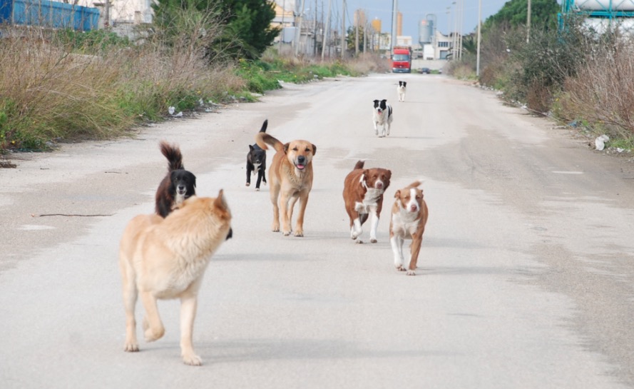 cani_randagi_sicilia-1