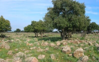 Alla scoperta della Sughereta di Villasmundo. Una domenica tra natura e bellezza