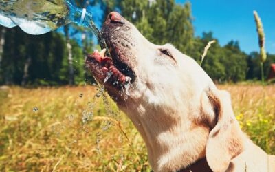 Siracusa | Ordinanza anti-caldo per gli animali. Vietato lasciarli al sole, multe fino a 1.500 euro