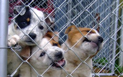 Priolo | Randagismo. Recuperati 13 cani nella zona del cimitero. Decisivo il lavoro di squadra