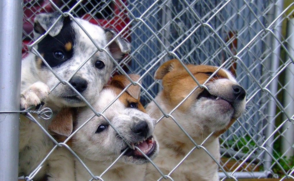 dog-1441396_1280-1024×631