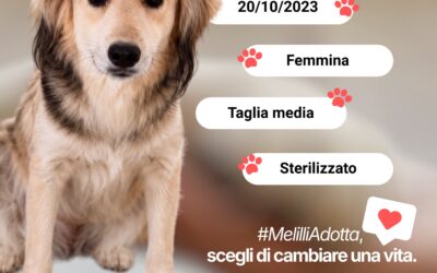 Melilli – Kaia cerca casa, al via il nuovo appello per l’adozione