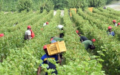Malore fatale in serra | Perde la vita un bracciante agricolo a Pachino