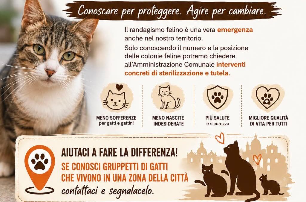 Censimento delle colonie feline a Noto | Conoscere per proteggere