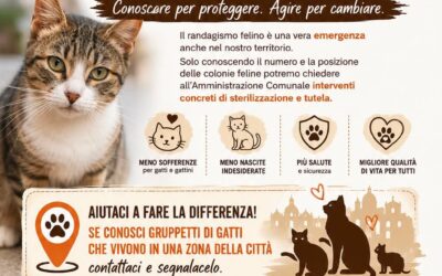 Censimento delle colonie feline a Noto | Conoscere per proteggere