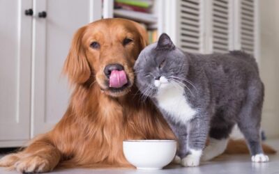 Il dono silenzioso degli animali