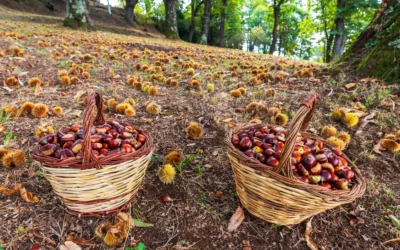Autunno, la stagione del raccoglimento e dei nuovi inizi. Il messaggio del nostro Direttore
