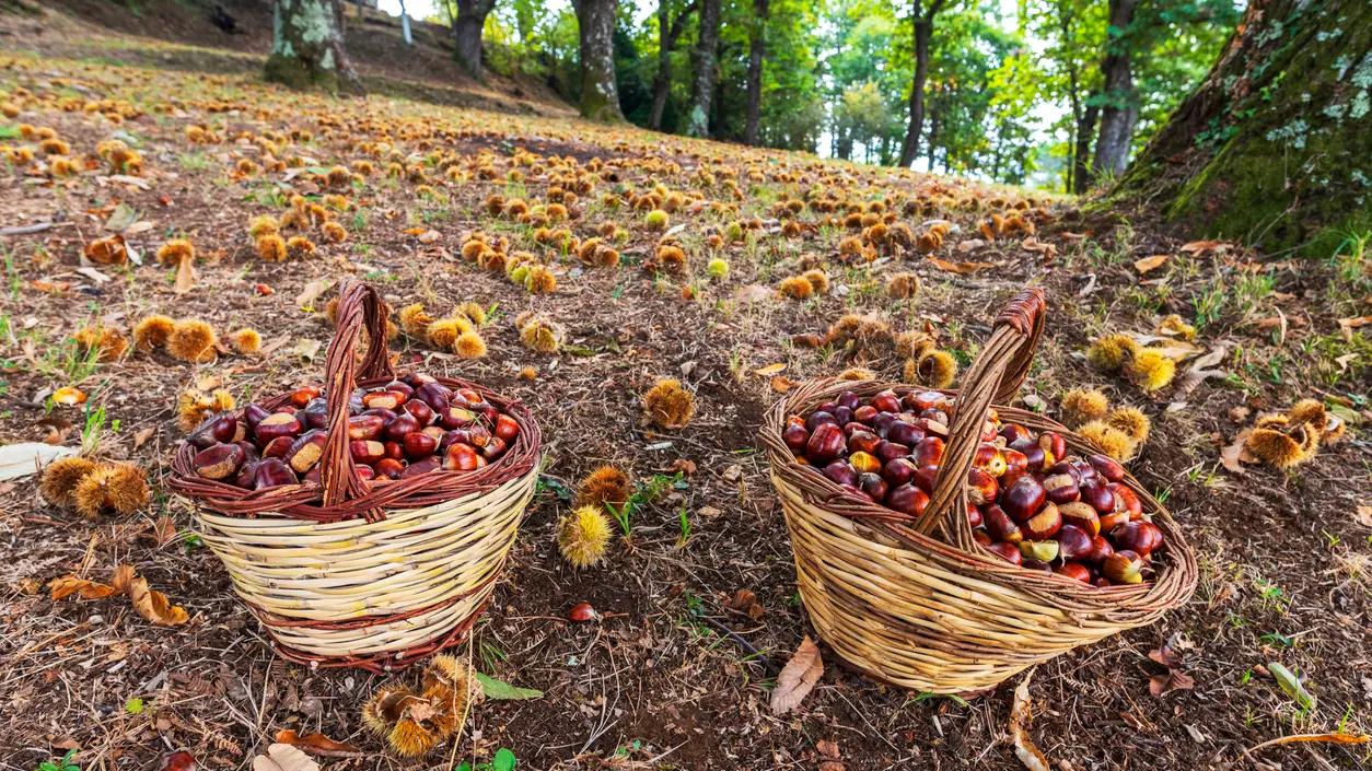 raccogliere-castagne-nei-boschi-italiani