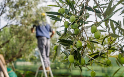 Provincia di Siracusa | La raccolta delle olive, rito antico. È iniziata la stagione dell’olio nuovo negli Iblei